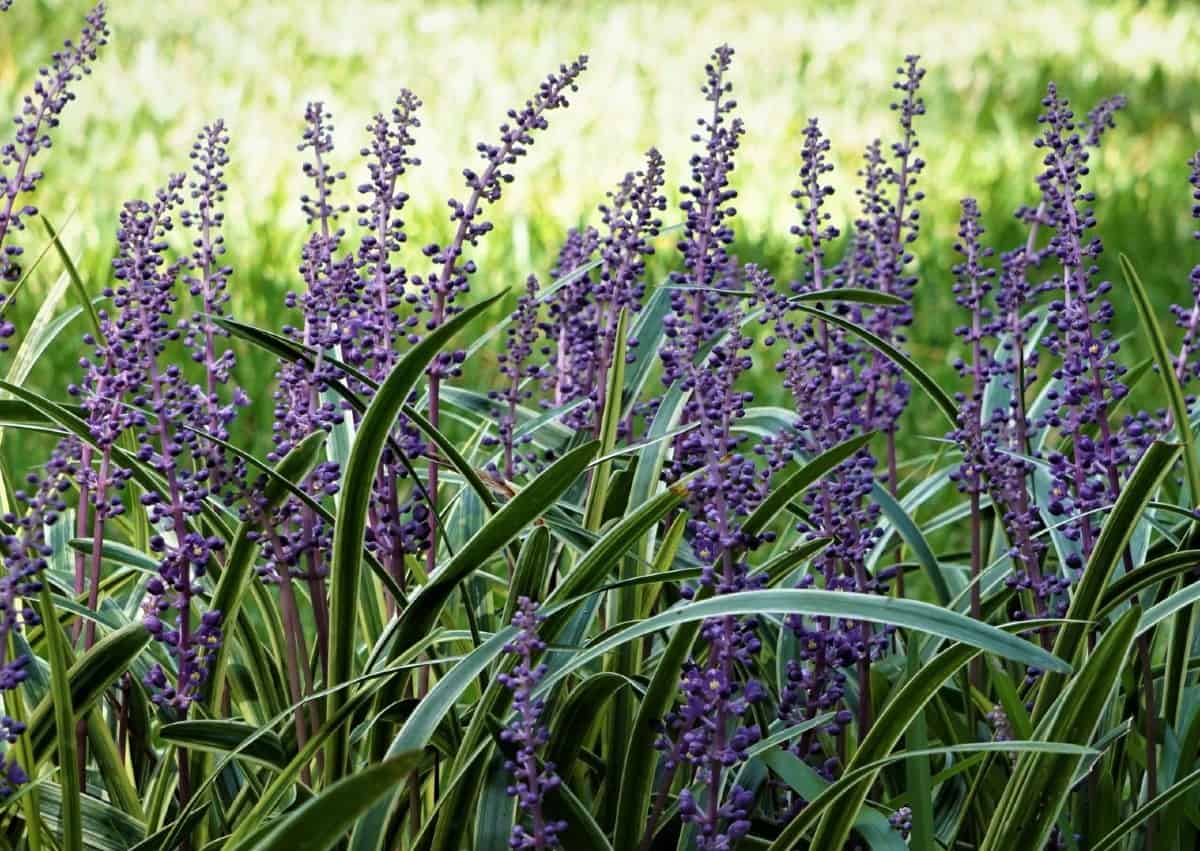 Lilyturf is a grass-like flowering plant.