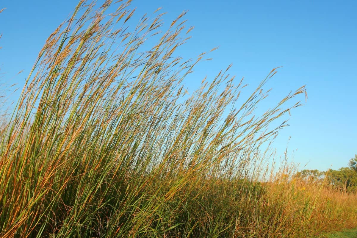 Little bluestem is a hardy coastal grass.