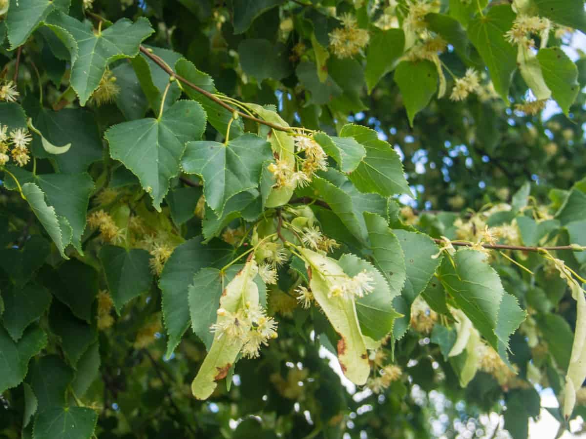 Little-leaf linden trees have an appealing teardrop shape.