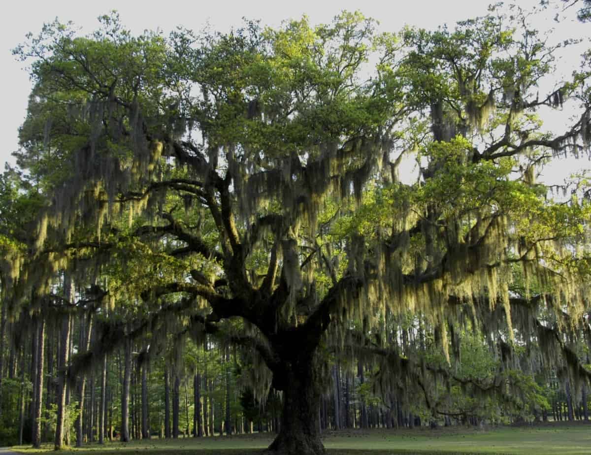 Live oak trees are popular choices for the beach.