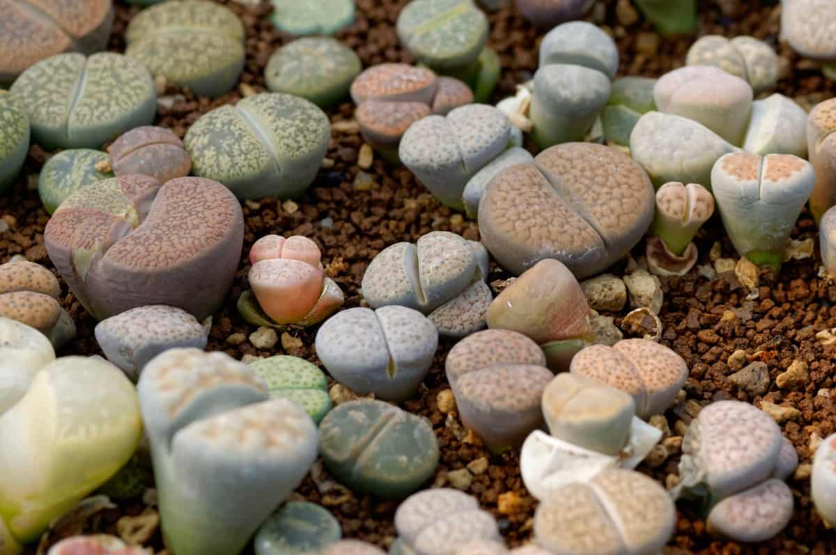 Living stone is an unusual plant that looks like pebbles.