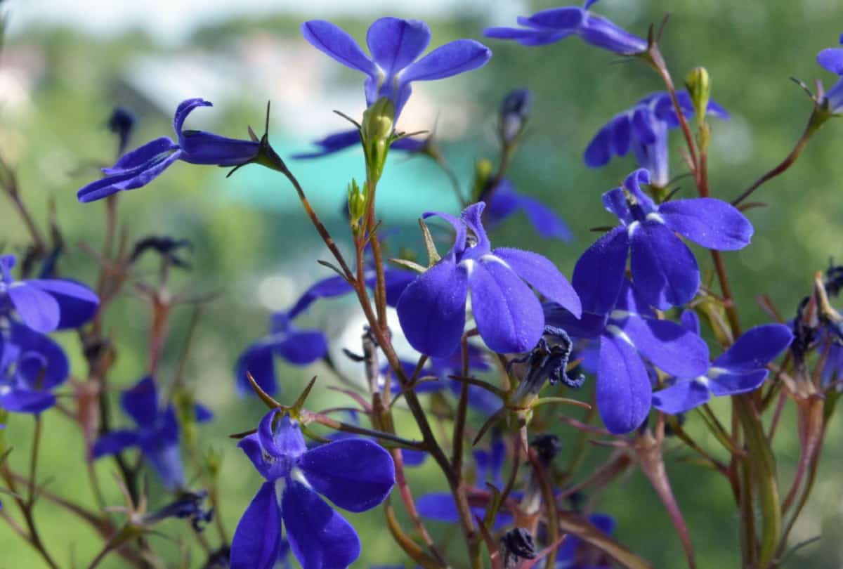 Butterflies love the bright lobelia flowers.