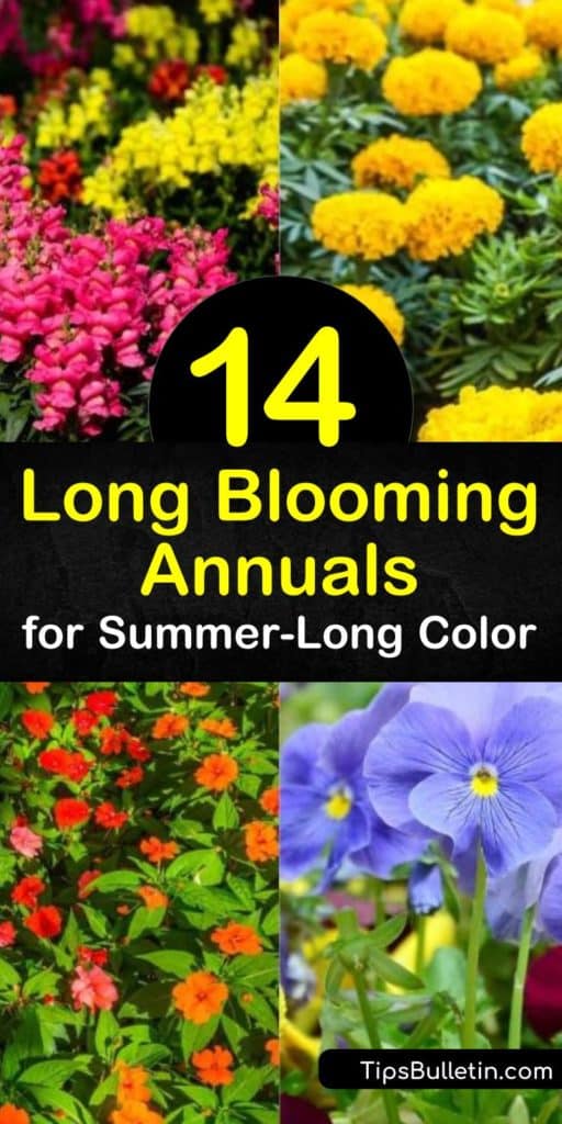 Discover how to fill your yard with flowers that bloom all summer long. Grow low-maintenance annual flowers such as impatiens, geraniums, salvia, snapdragon, and begonia in partial shade or full sun and enjoy continuous blooms. #longbloomingannuals #longblooming #annuals #plants #flowers