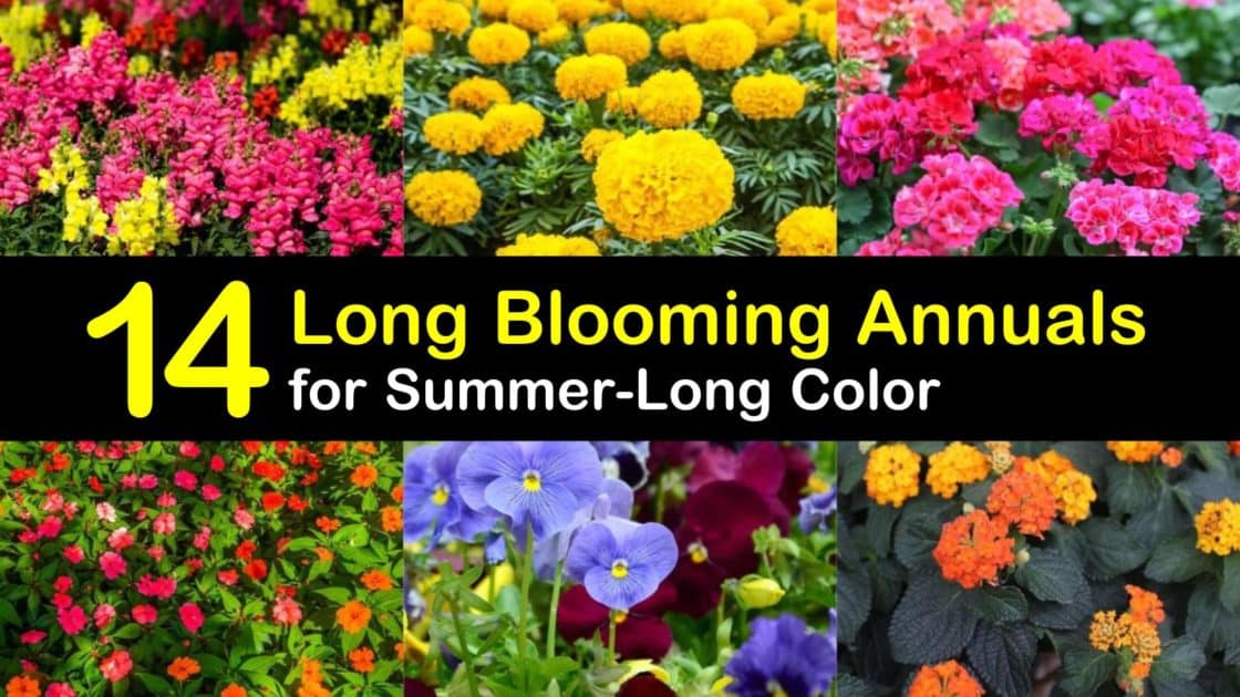 14 Long Blooming Annuals for Summer-Long Color