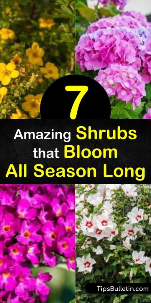 Discover flowering shrubs that fill a garden with uninterrupted blooms after pruning in early spring. From potentilla in late spring and abelia in early summer to rose of Sharon in the fall, plant hardy shrubs that tolerate full sun or partial shade. #shrubs #floweringshrubs #long #blooming