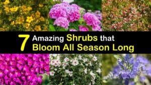 Long Blooming Shrubs titleimg1