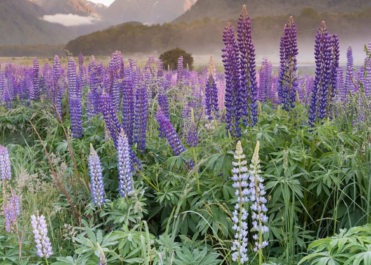 Lupine has some of the earliest spring blooms.