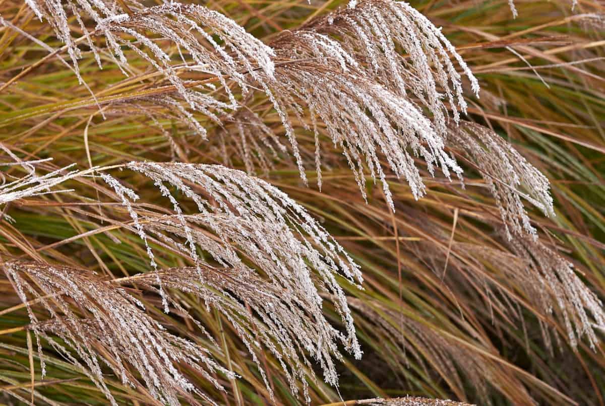 Maiden grass exhibits a pretty vase shape.