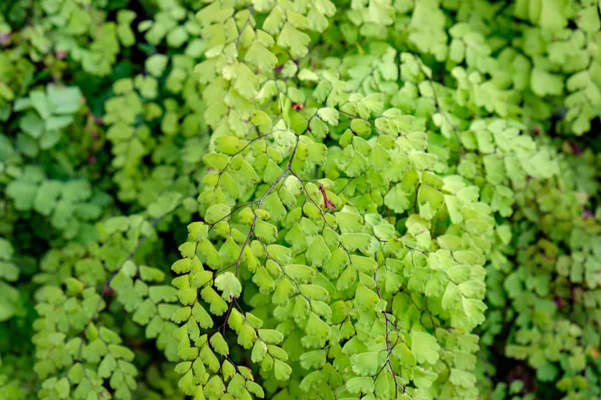 Maidenhair ferns have water-repelling qualities.