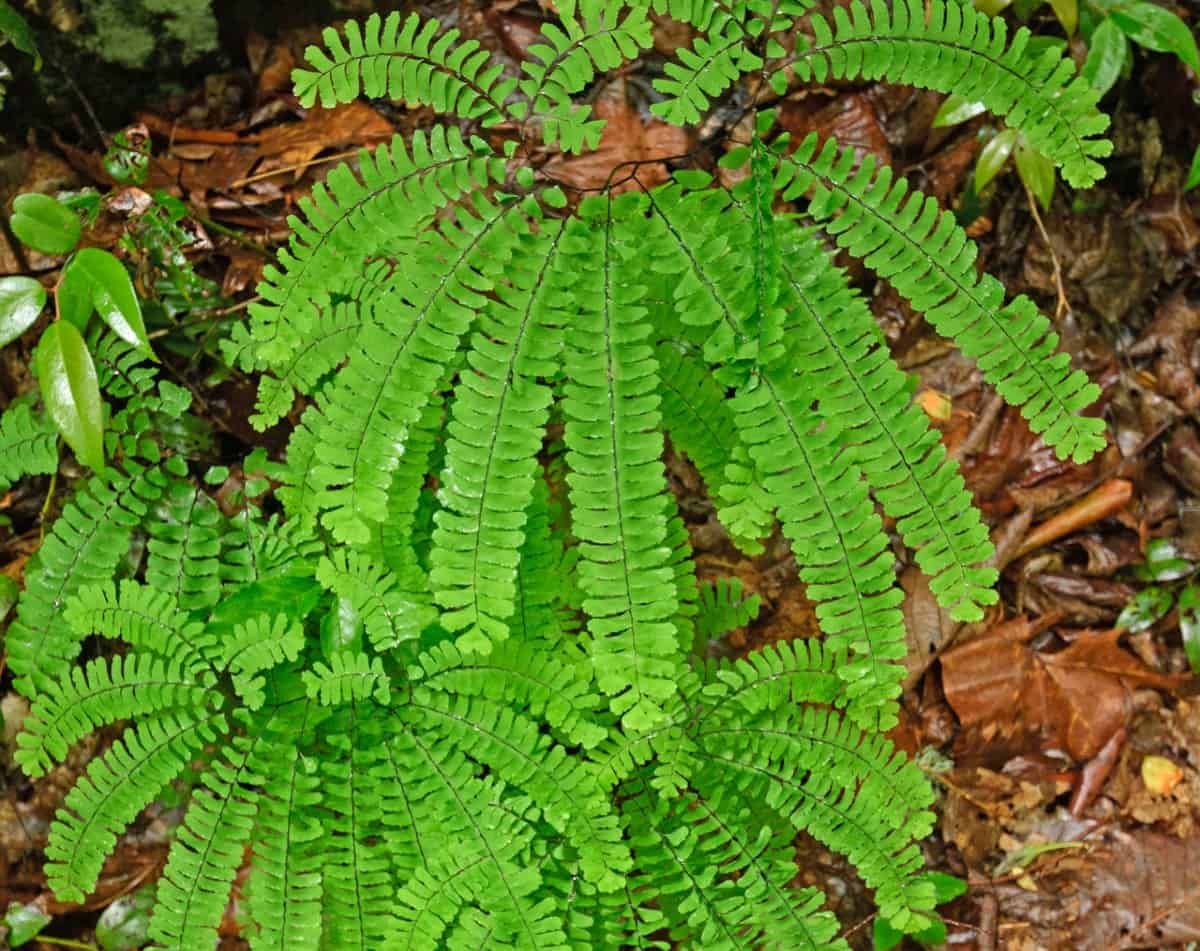 Maidenhair ferns are delicate-looking, graceful plants.
