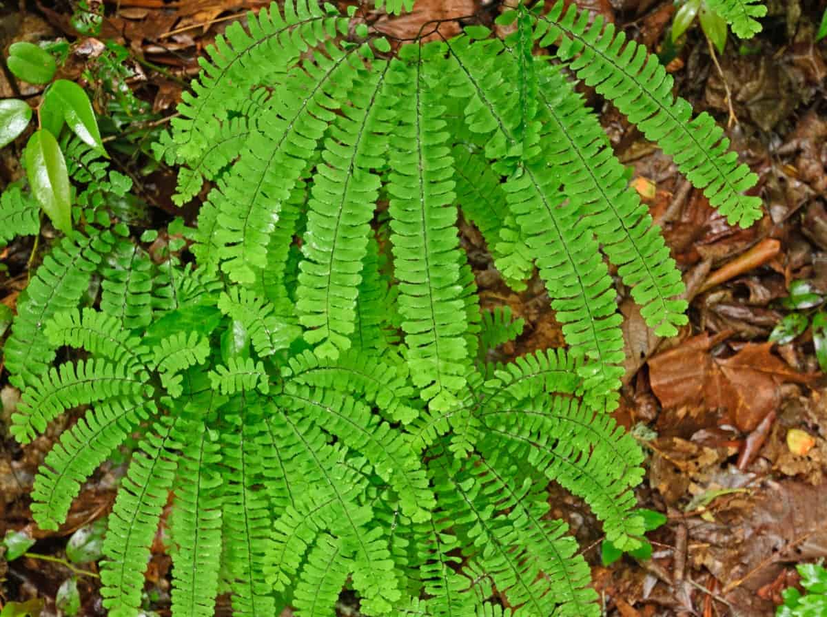 The maidenhair fern is a perennial with a tropical look.