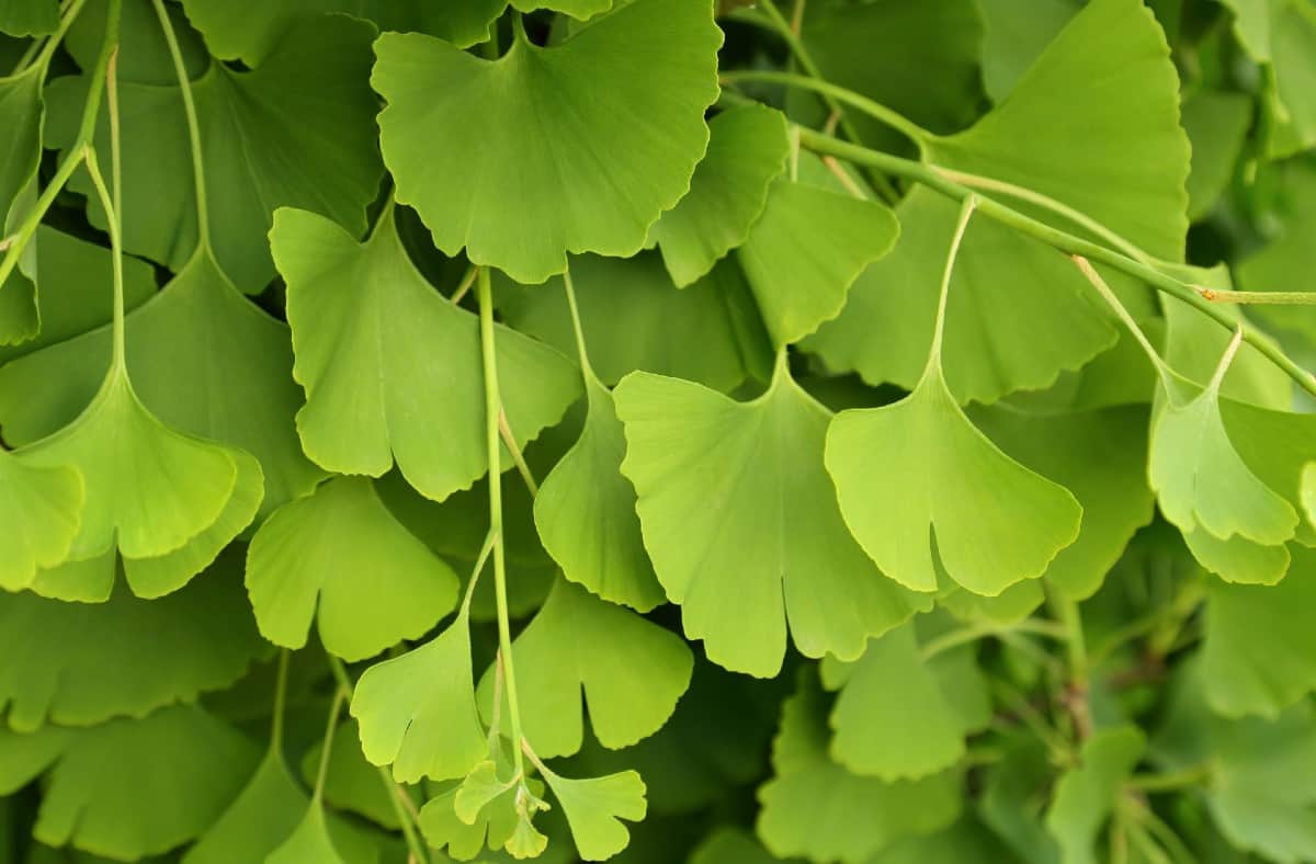 Maidenhair trees are some of the oldest species on the planet.