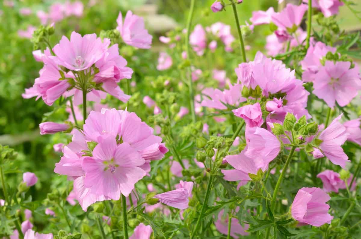 Mallow plants are short-lived perennials.