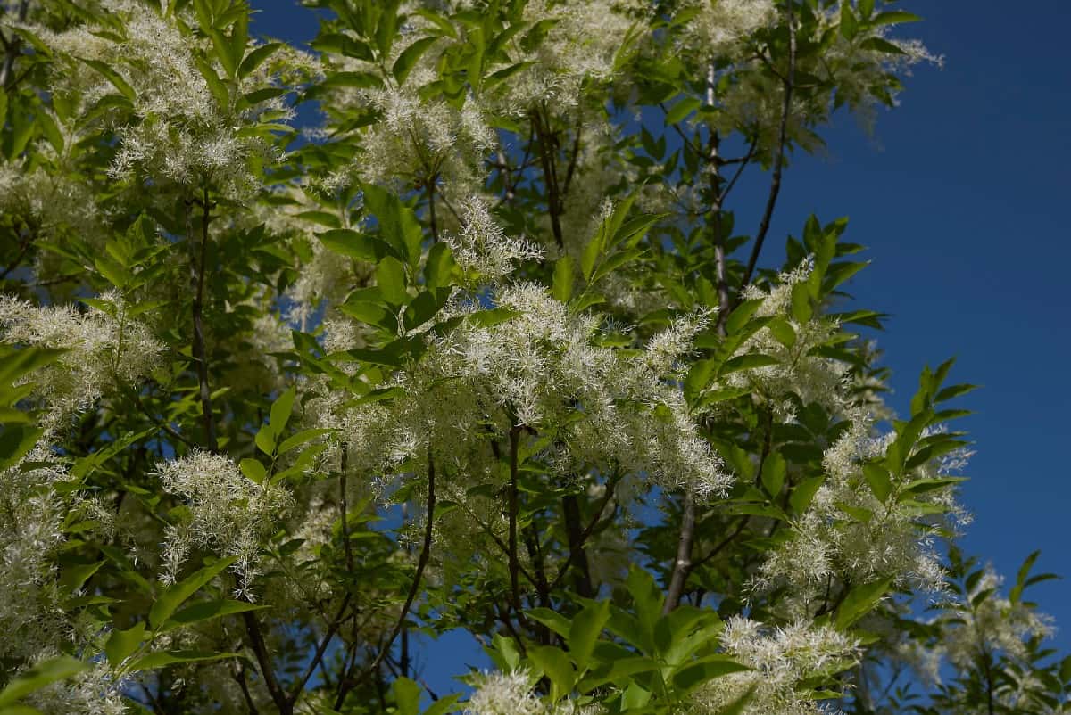 The manna ash is drought-tolerant and grows to be quite tall.