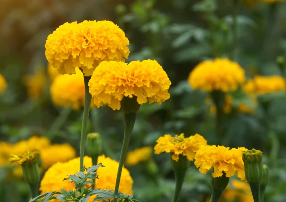 Marigolds are bright, long-blooming annuals.