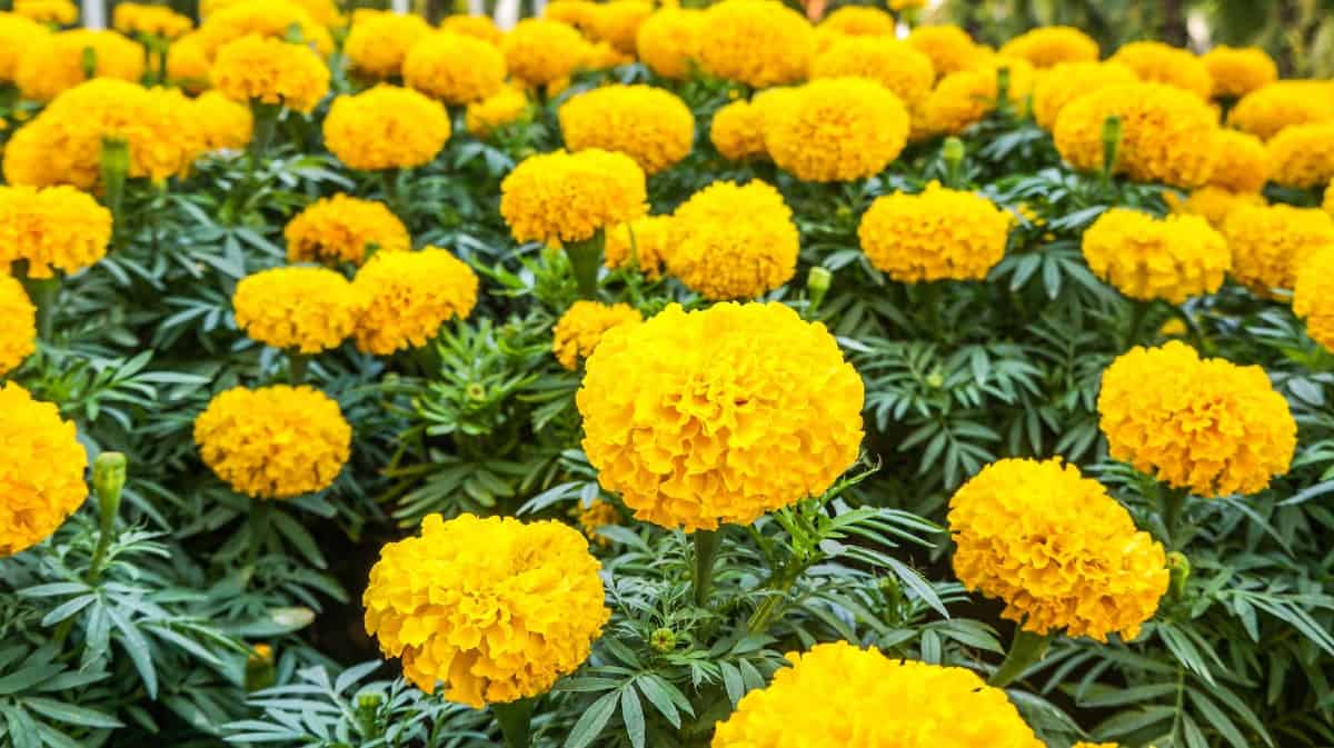 Marigolds are brightly colored flowers that are long-blooming.