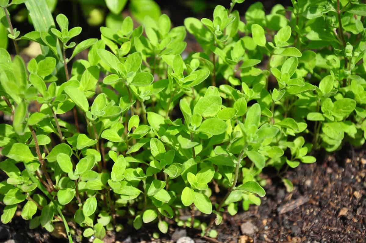 Marjoram is an herb that complements meat dishes.