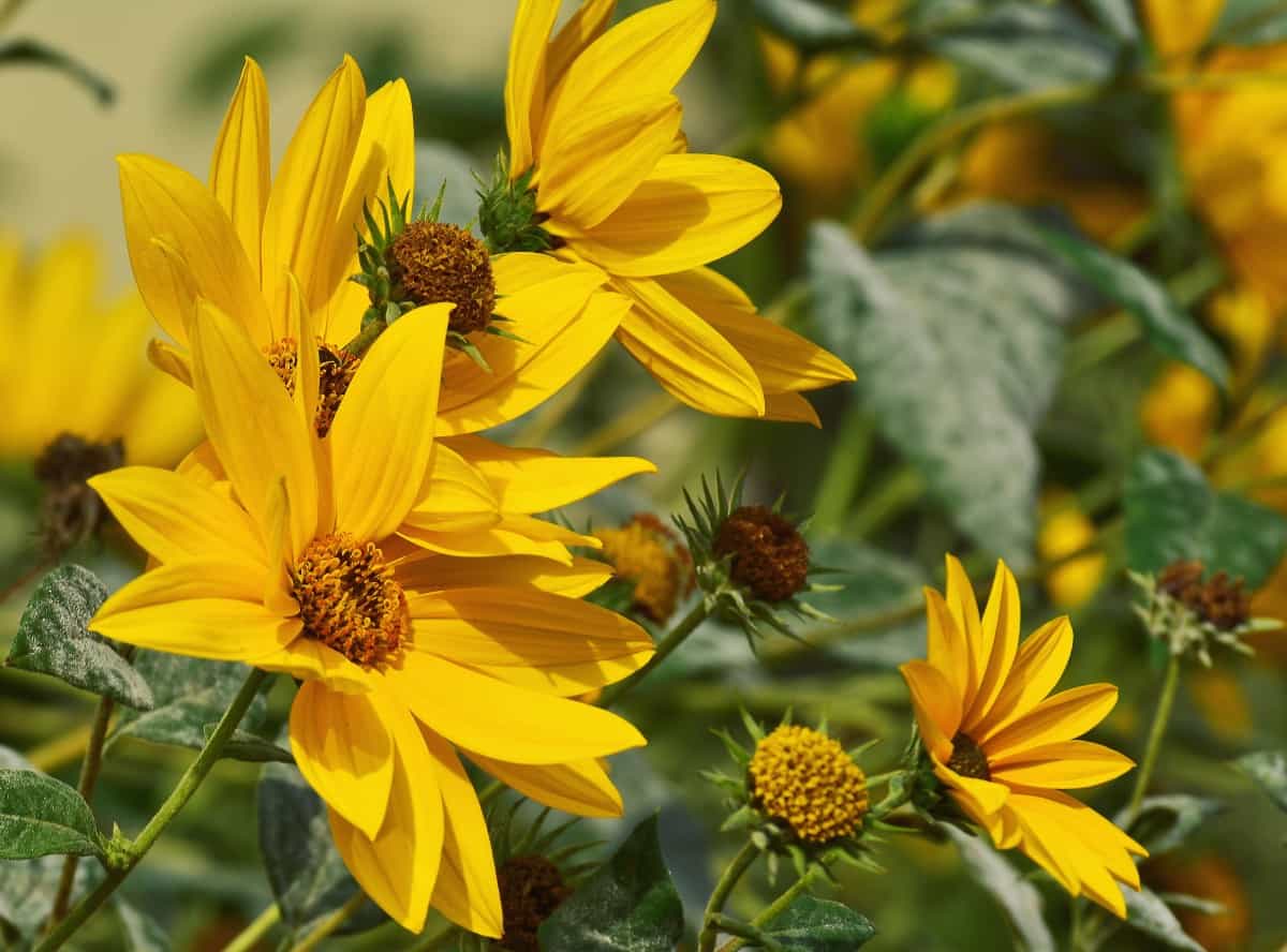 Birds love the seeds produced by the Maximilian sunflower.