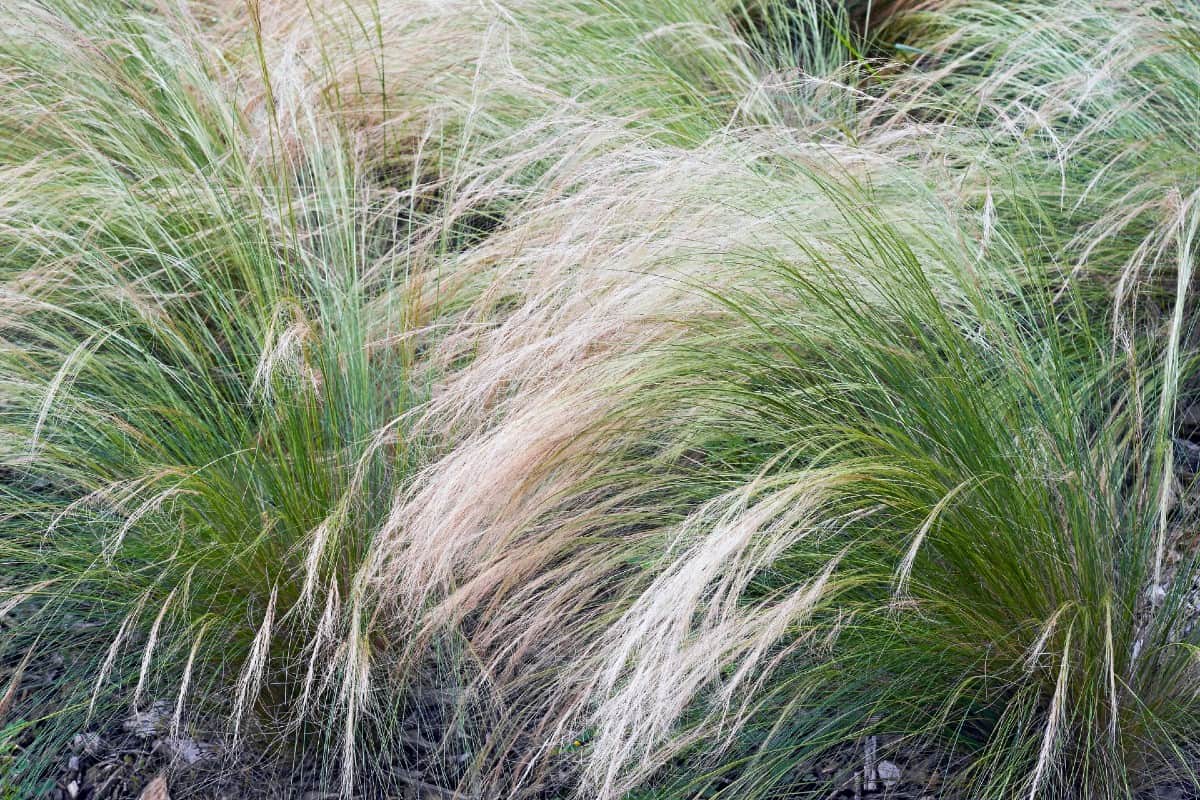 Mexican feather grass is noted for its silvery-green color.