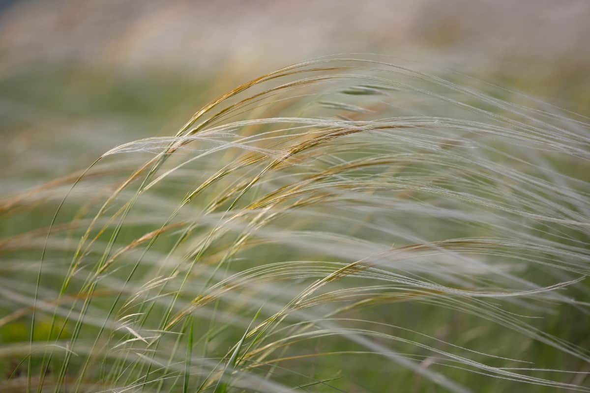 Mexican feather grass or ponytail grass does well on the coast.