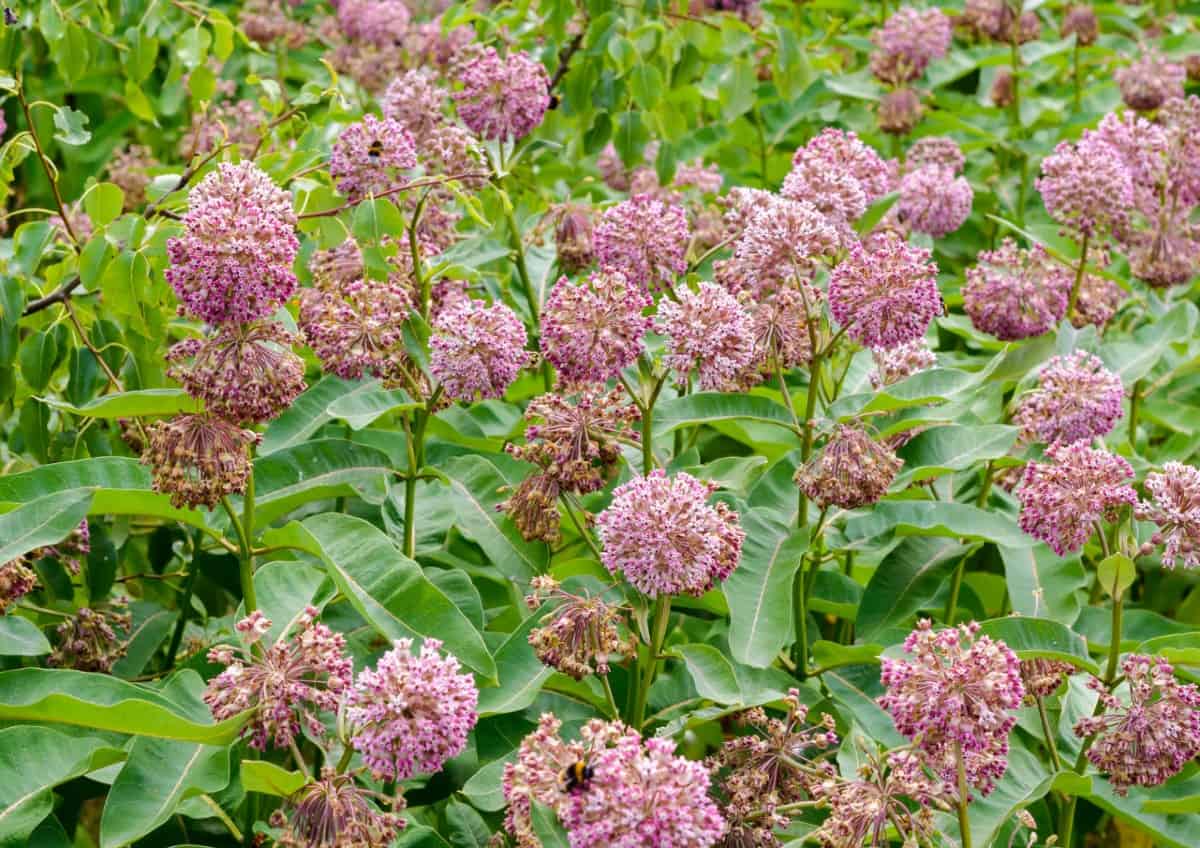 Milkweed is the host plant for monarch caterpillars.