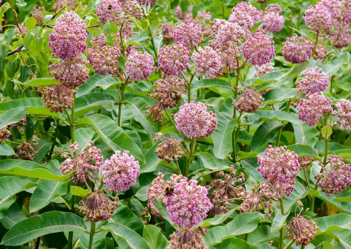 Milkweed is the sole food source for monarch caterpillars.