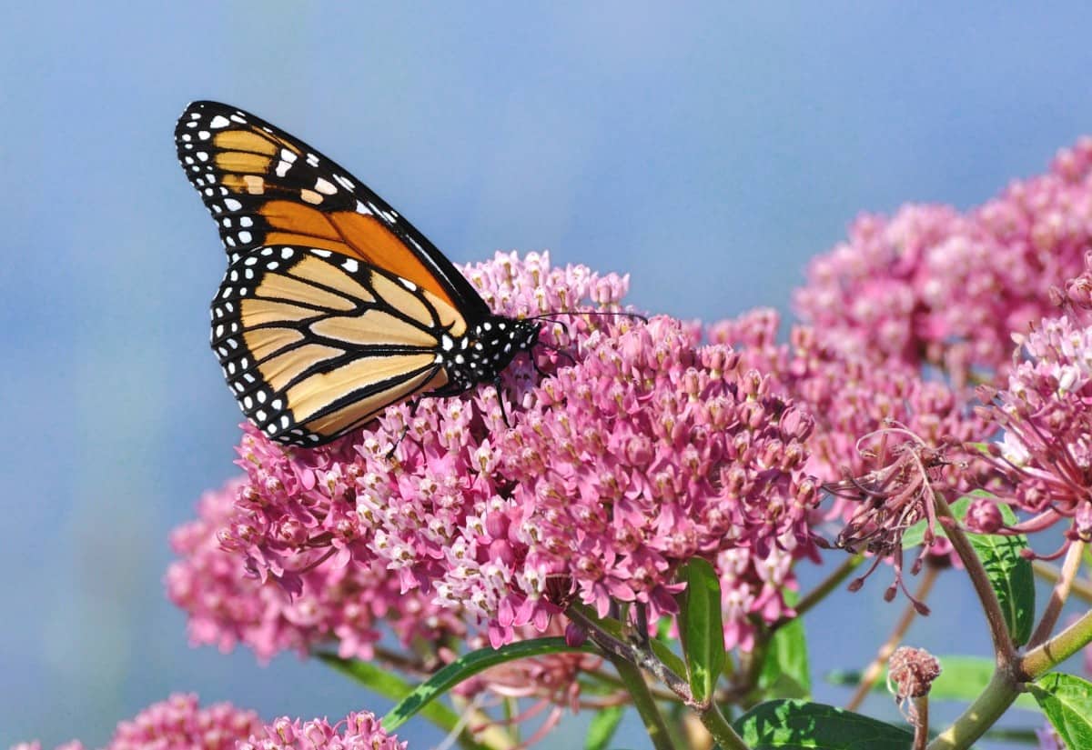 Milkweed is a popular plant that attracts butterflies and other insects that birds like to eat.