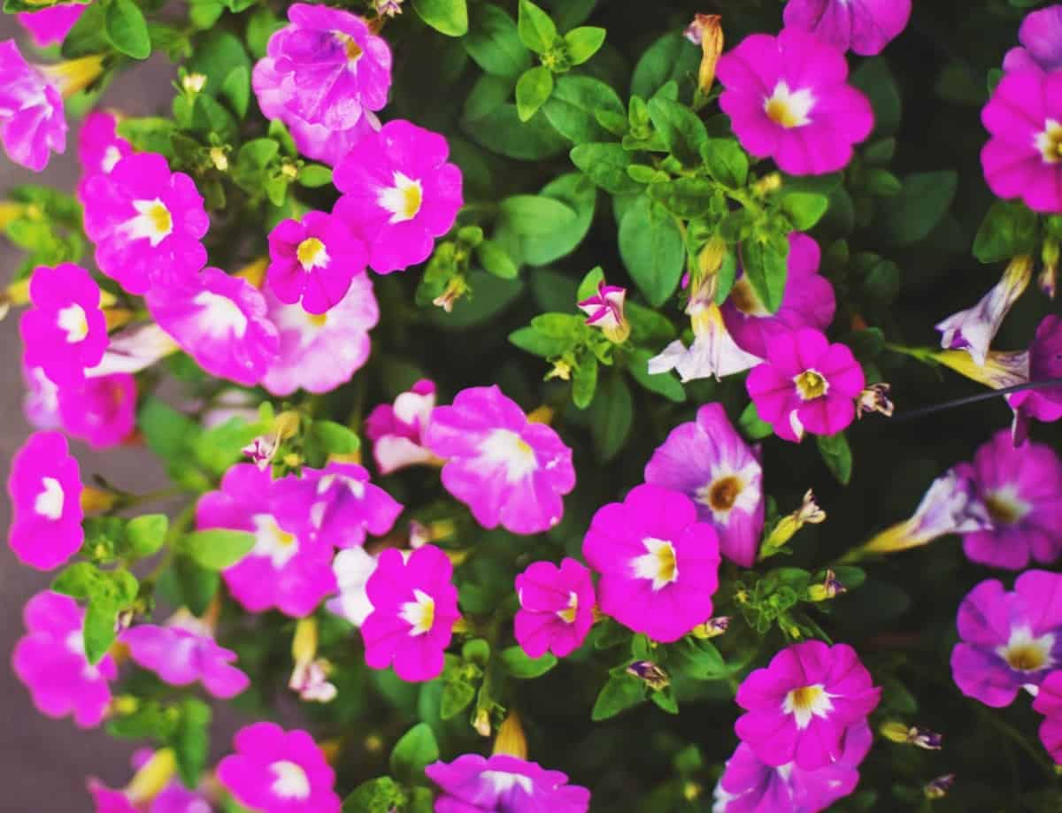 Morning glory vines grow well in poor soil and need bright sun.