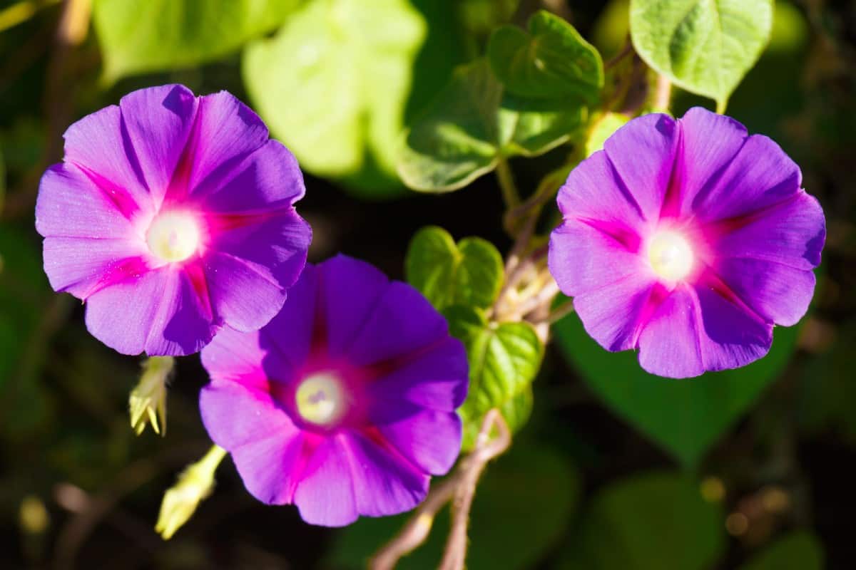 Morning glories are vining plants that do well in a pot or climbing a trellis.