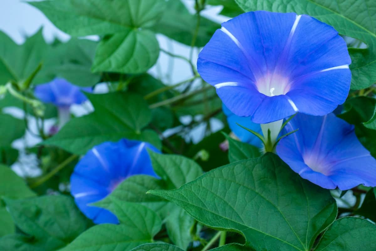 Morning glories are self-sowing and easy to grow.