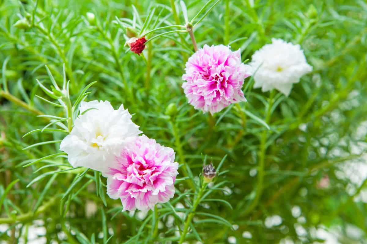 Grow some moss roses for a low maintenance beauty.