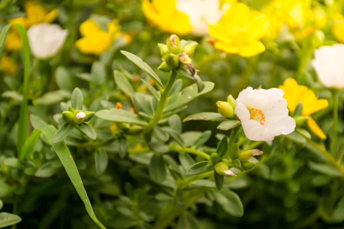 Moss roses are tough annuals that can take a lot of abuse.