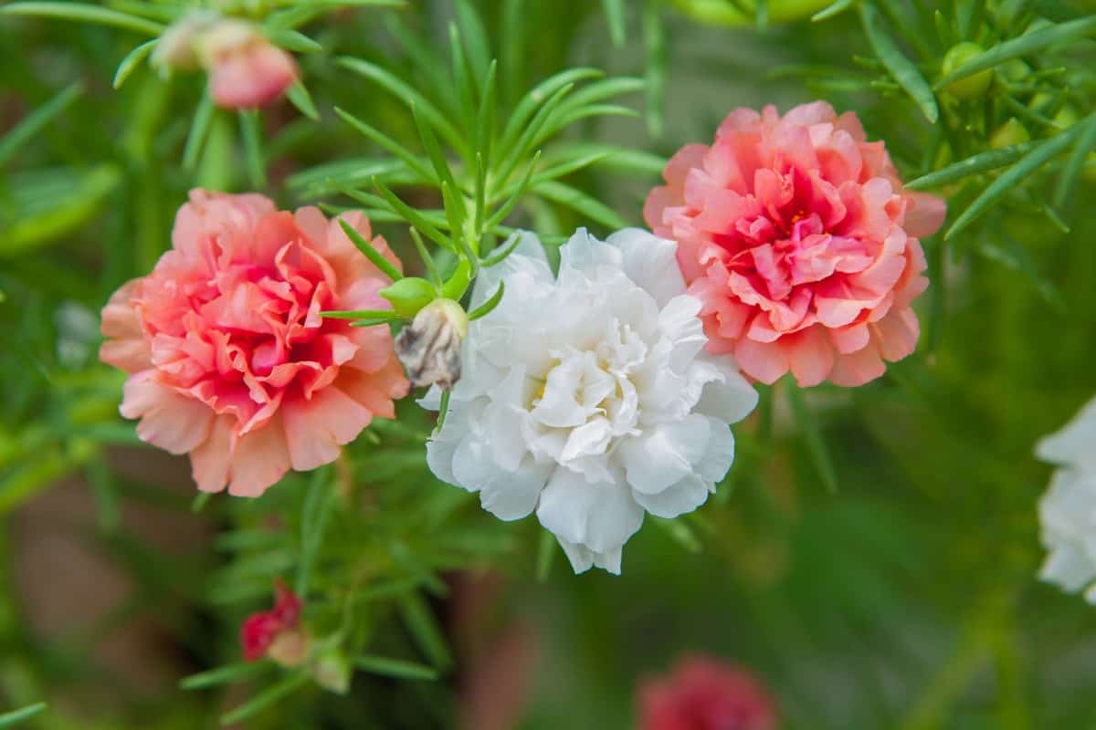 Moss roses are drought-tolerant ground cover plants.