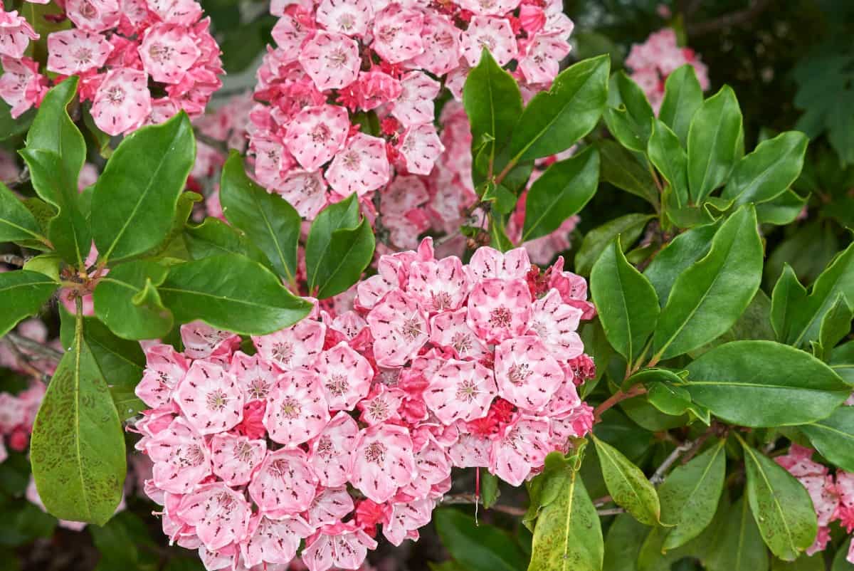 Mountain laurel shrubs have unusual flowers that love the sun.