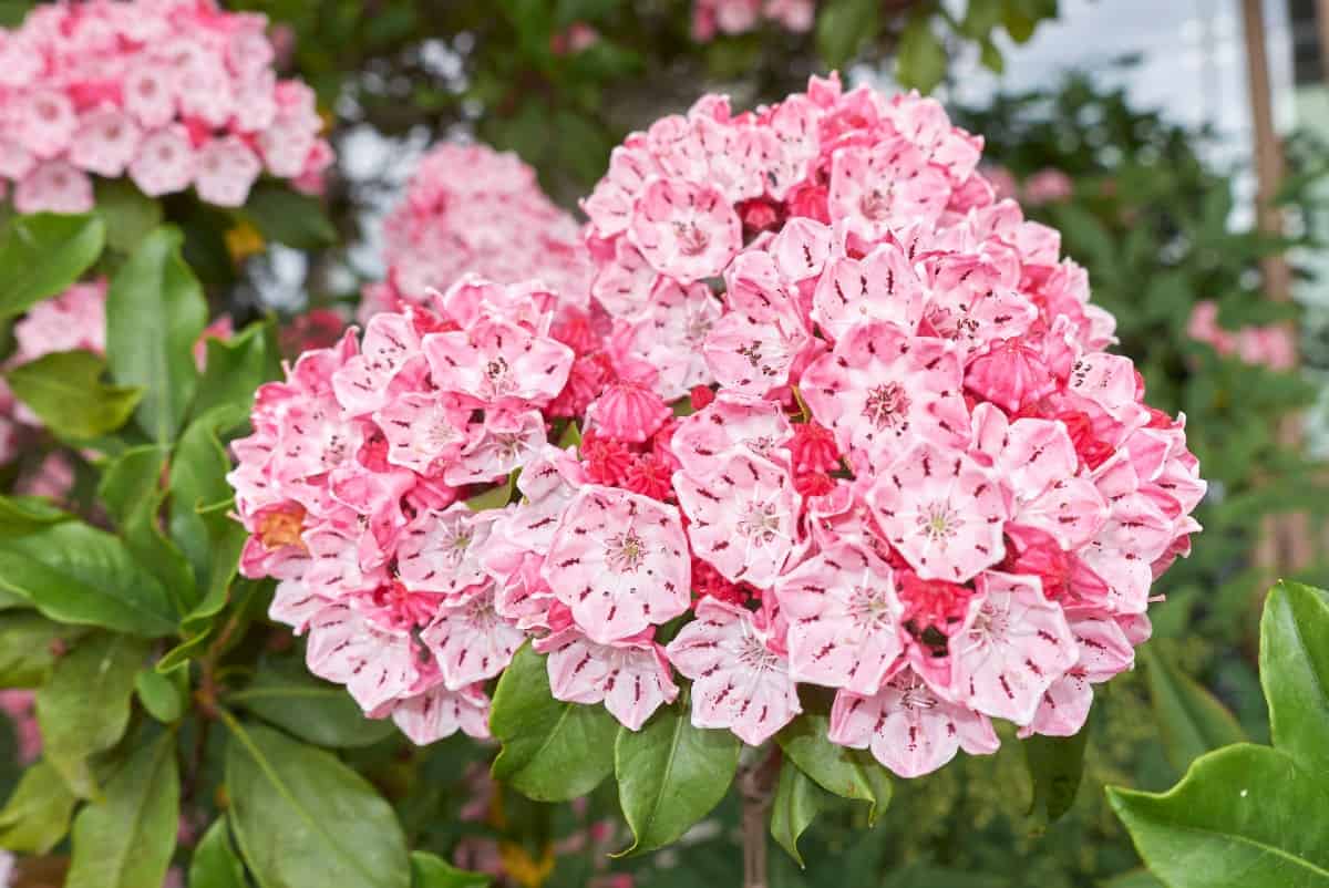 Did you know that the mountain laurel is a member of the azalea family?