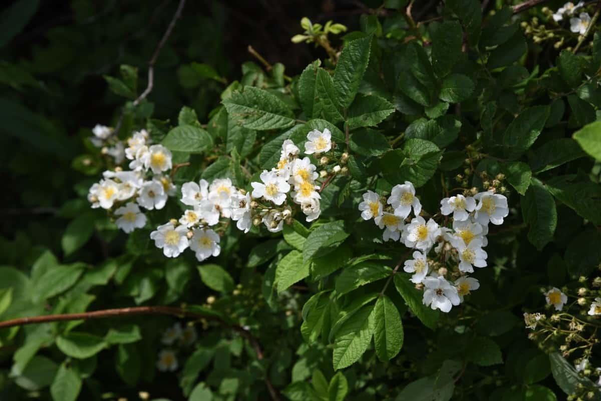 The multiflora rose is an invasive shrub that spreads fast.