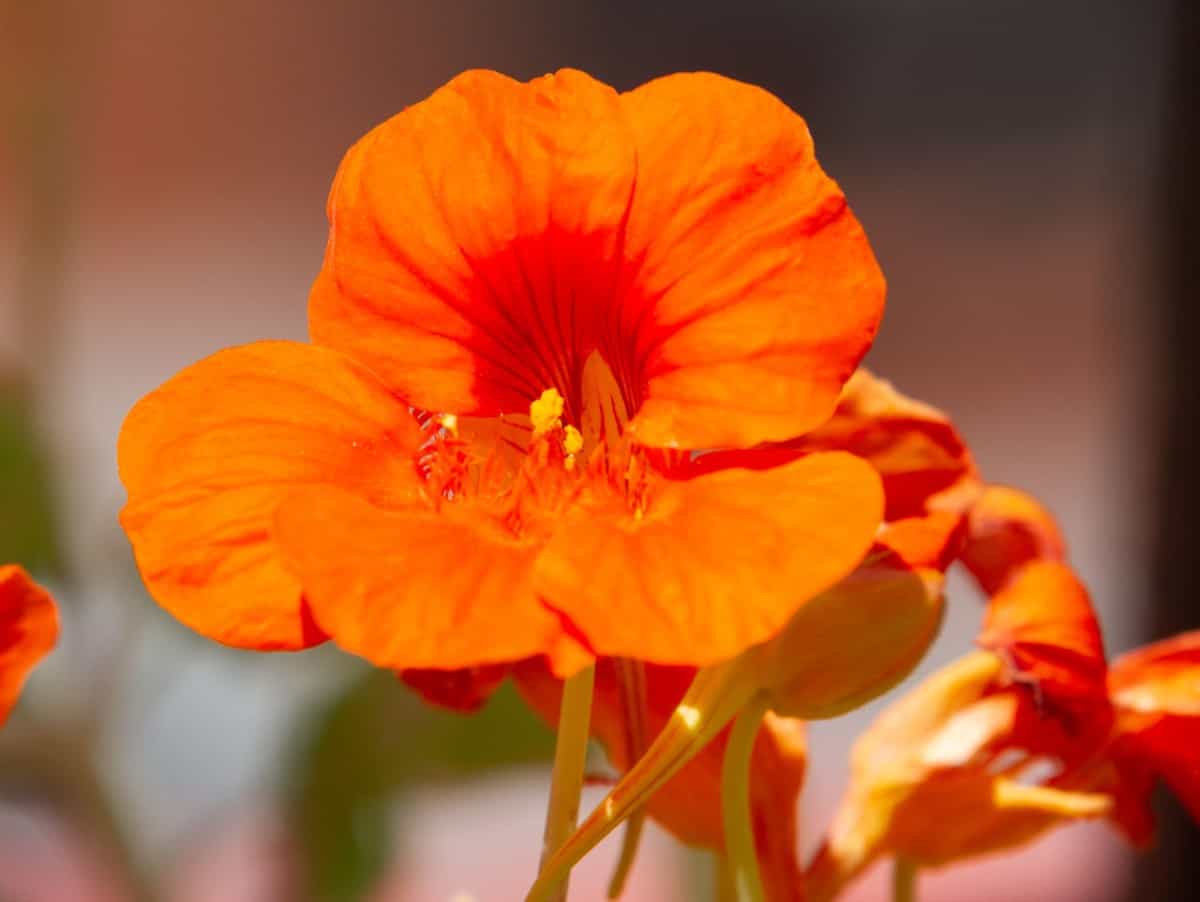 Nasturtium leaves and flowers are edible.