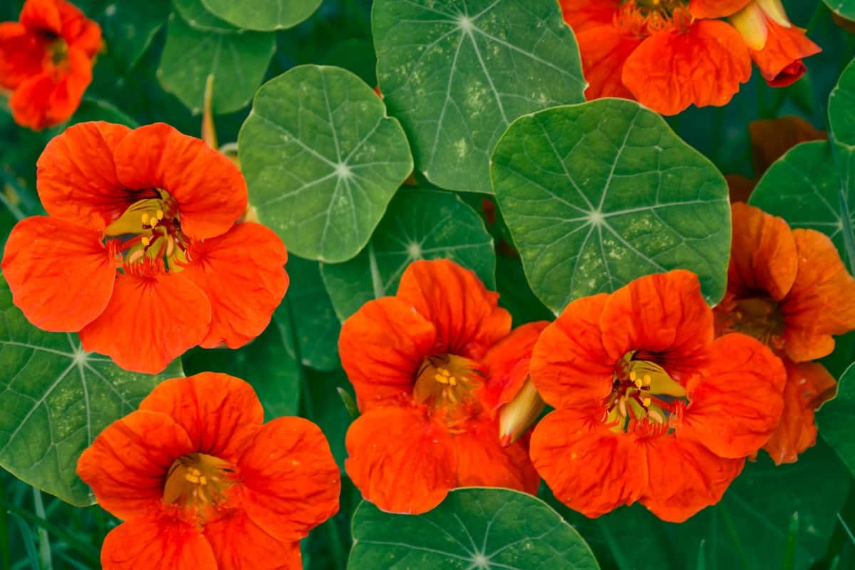 Nasturtiums are annuals that don't mind some neglect.