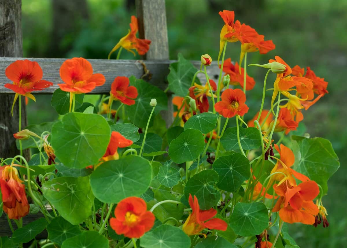 Nasturtiums are plants with edible flowers and leaves.