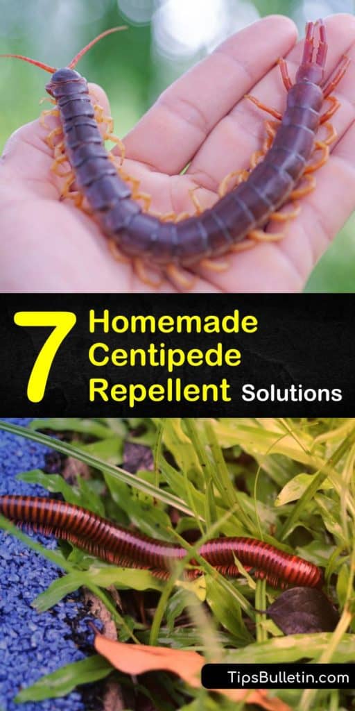 Learn how to keep centipedes out of the home by eliminating their food source such as cockroaches, bed bugs, silverfish, and termites. Use dehumidifiers in the home and make a homemade repellent spray with essential oils. #natural #centipede #repellent #homemaderepellent #repelcentipedes