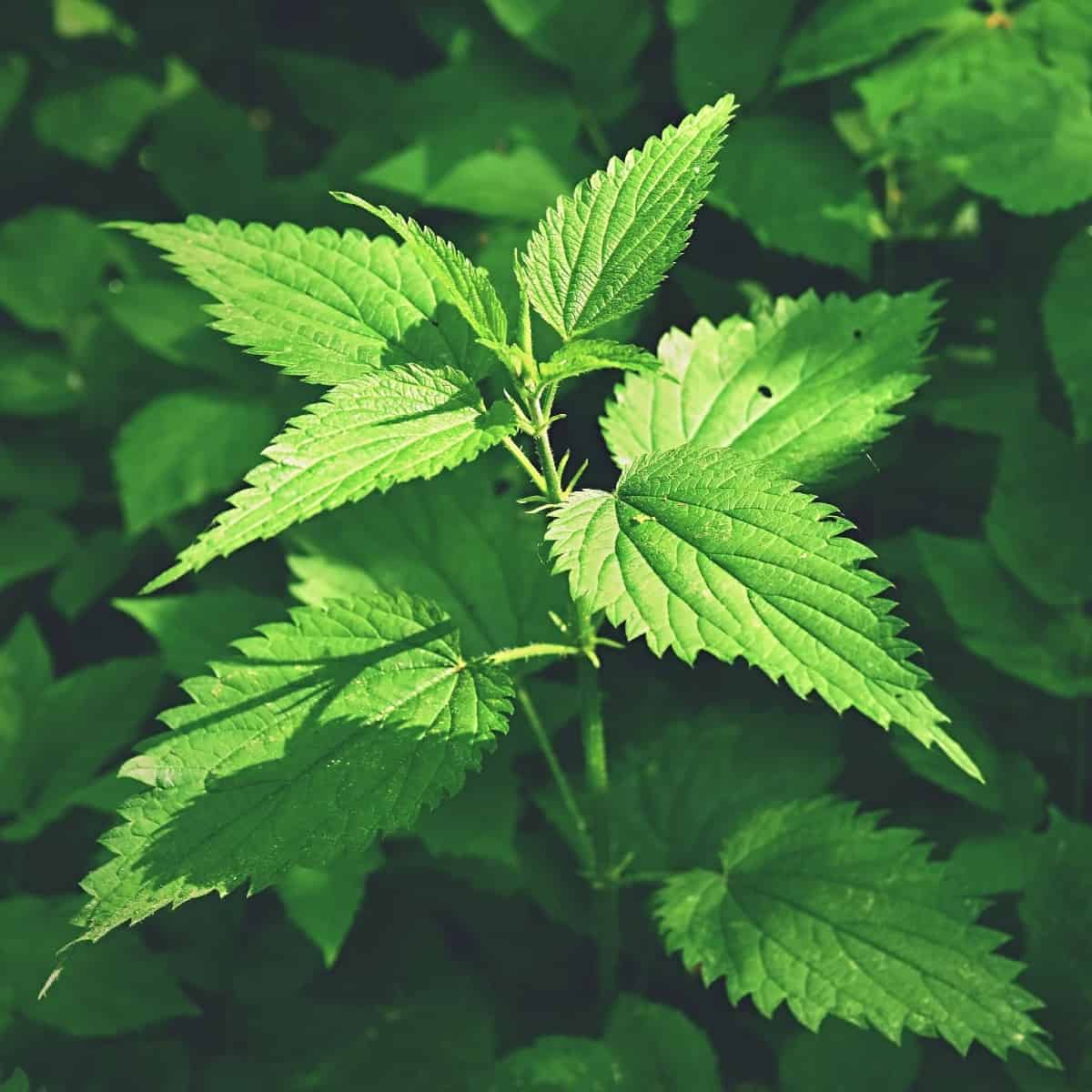 Red admiral caterpillars prefer stinging nettles.