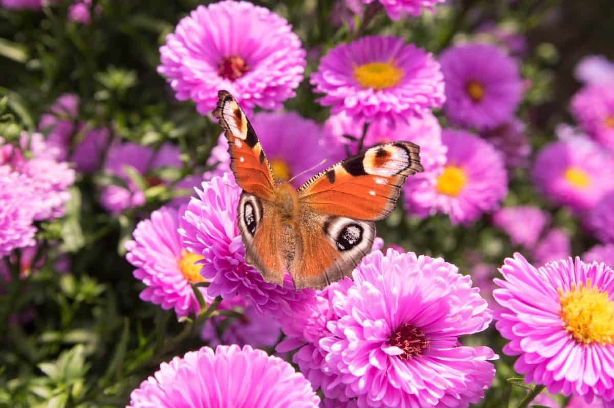 Plant New England asters for fall blooms.