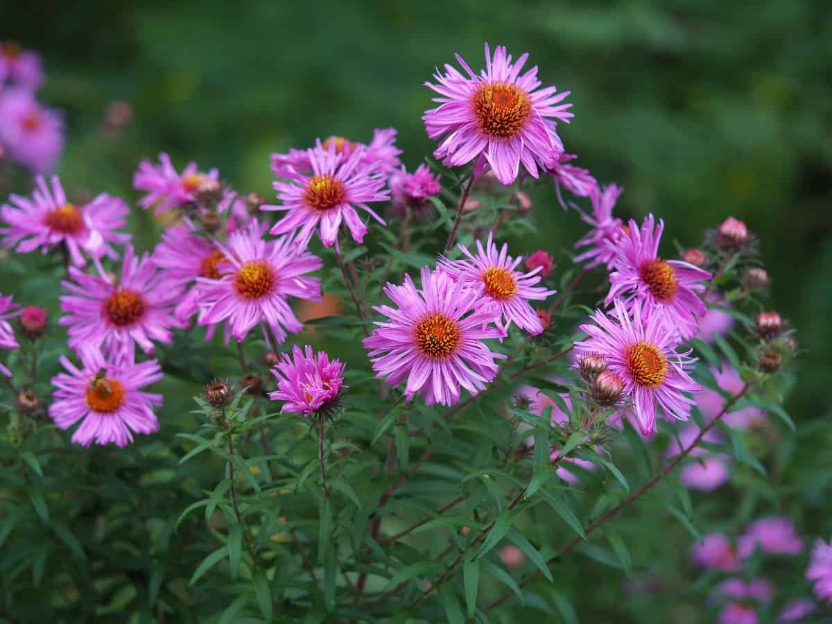 New England asters are small flowers on long stems.