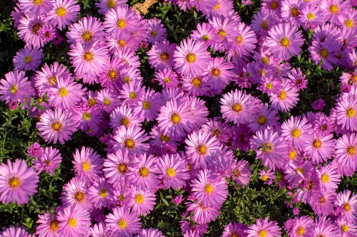 New England asters are late bloomers - from August to October.