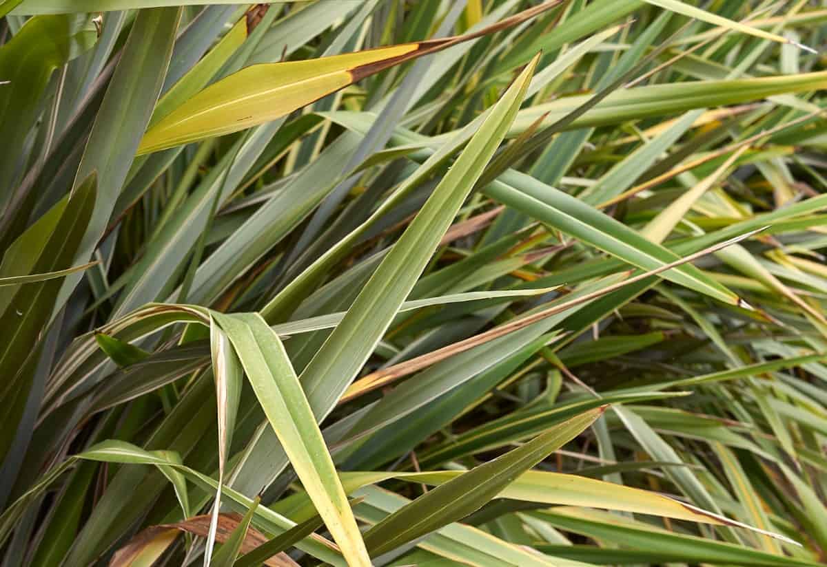 New Zealand flax has tubular flowers that hummingbirds love.