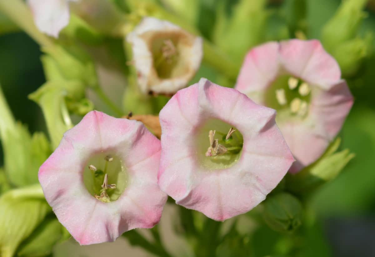 Nicotiana or flowering tobacco is an annual with trumpet-shaped flowers.