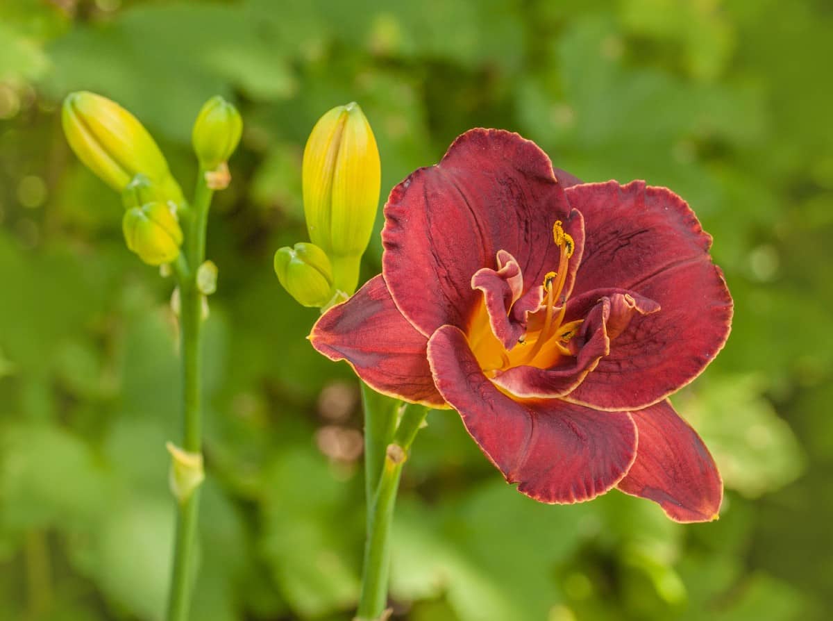 Night Embers daylilies are reblooming daylilies that attract butterflies.