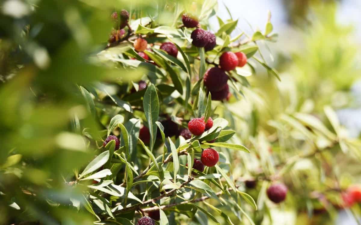 The Northern bayberry has attractive silver berries that birds enjoy eating.