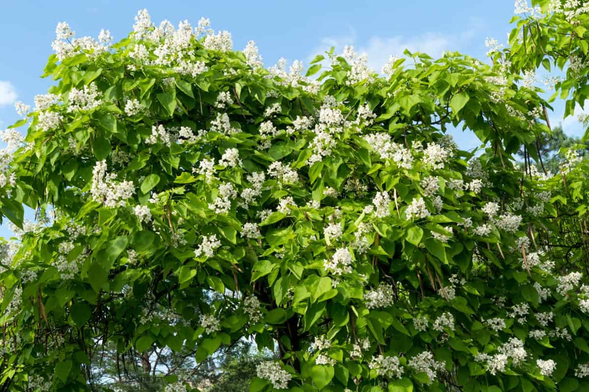 The northern catalpa tree has attractive orchid-like flowers.