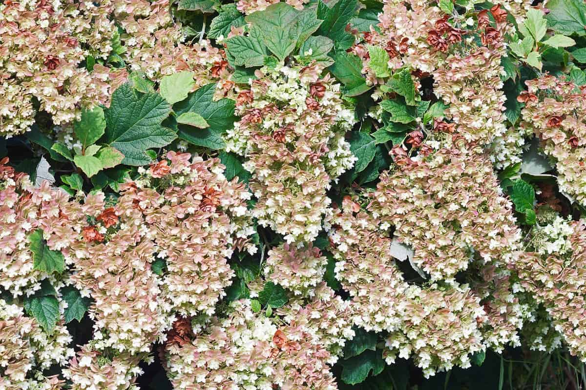 Oakleaf hydrangeas are highly adaptable evergreen plants.